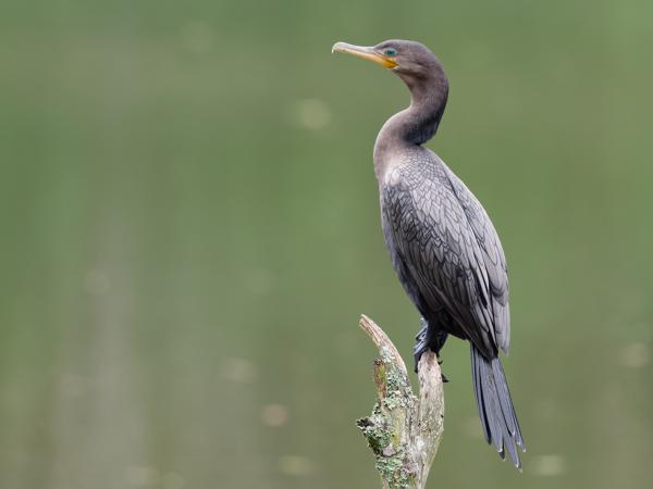 Bigua-aalscholver (Nannopterum brasilianum)